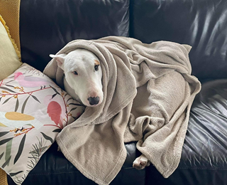 Dog wrapped up in a beige blanket on a leather couch.
