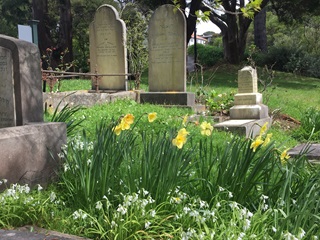 Graves at Bolton Street Cemetery with daffodils at the front.
