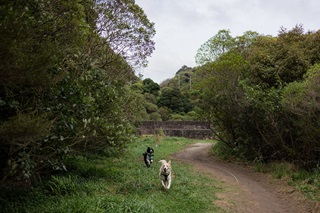 Two dogs running down a path surrounded by bush.