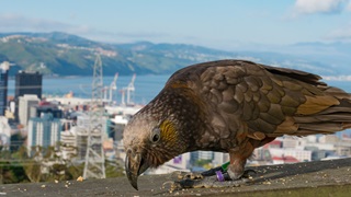 Kaka eating with the city in the background.