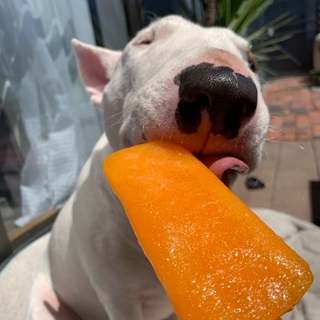 A white dog eating a popsicle.