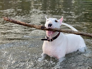 A white dog with a stick in its mouth playing in a river.