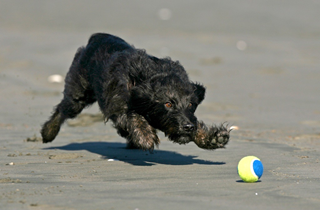 A dog chasing after a ball on the beach.
