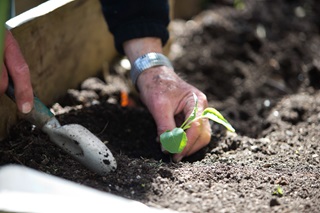 A close up of a person planting a seedling.