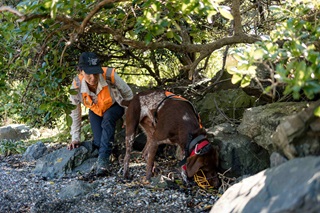 A dog wearing a high-vis vest and muzzle on the hunt in scrub for penguins with its handler.