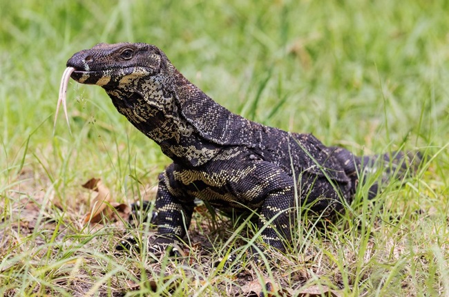Lace Monitor lizard in a natural environment with tongue sticking out