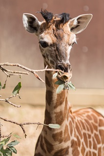 Close up of Nia the baby giraffe.