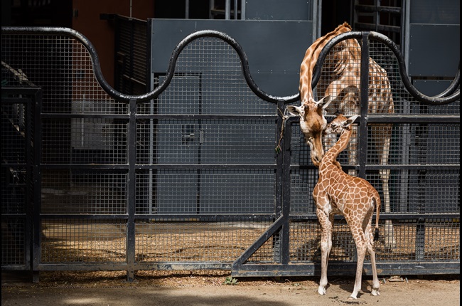 Friday Five: Fun facts about Wellington Zoo’s newest giraffe