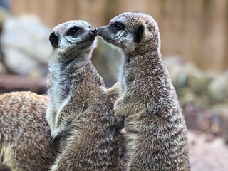 Two meerkats kissing.
