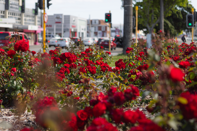 Close up of planted red roses in garden along Cambridge Terrace.
