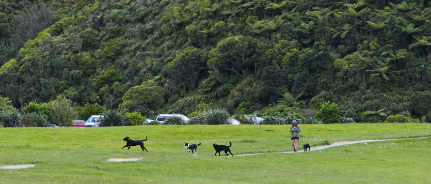 A person and few dogs off lead at Waihinahina Park dog exercise area.