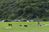A person and few dogs off lead at Waihinahina Park dog exercise area.